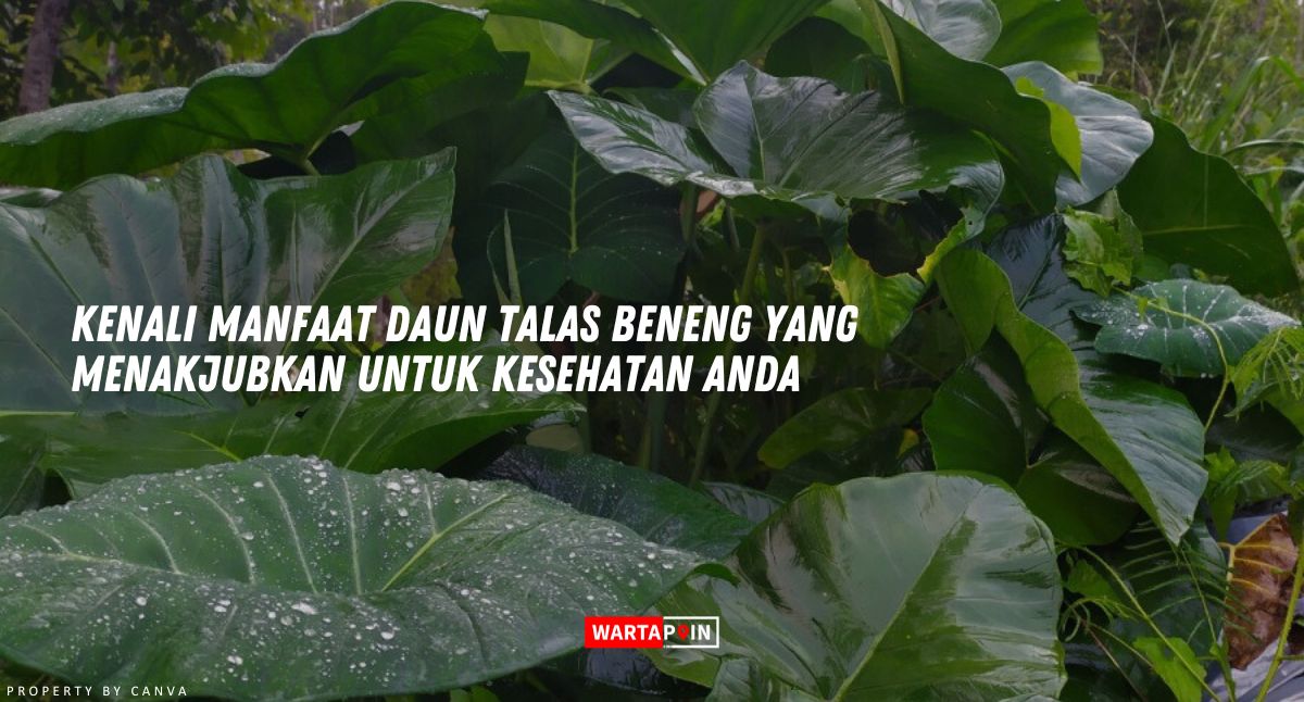 Kenali Manfaat Daun Talas Beneng yang Menakjubkan untuk Kesehatan Anda