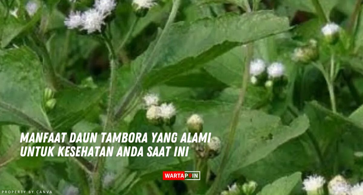 Manfaat Daun Tambora yang Alami untuk Kesehatan Anda Saat ini