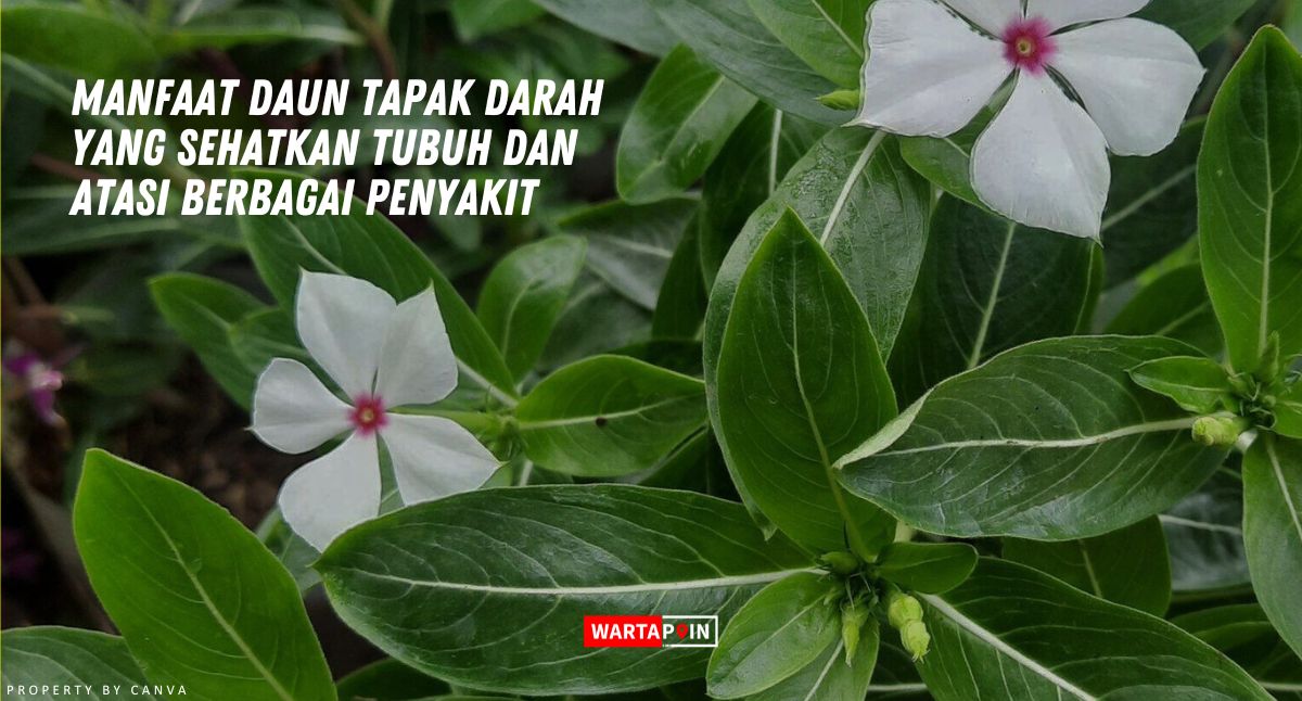 Manfaat Daun Tapak Darah yang Sehatkan Tubuh dan Atasi Berbagai Penyakit