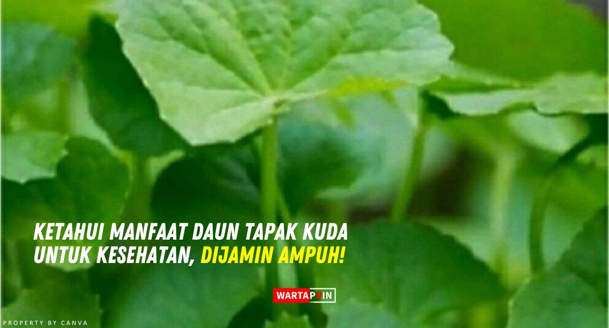 Ketahui Manfaat Daun Tapak Kuda untuk Kesehatan, Dijamin Ampuh!