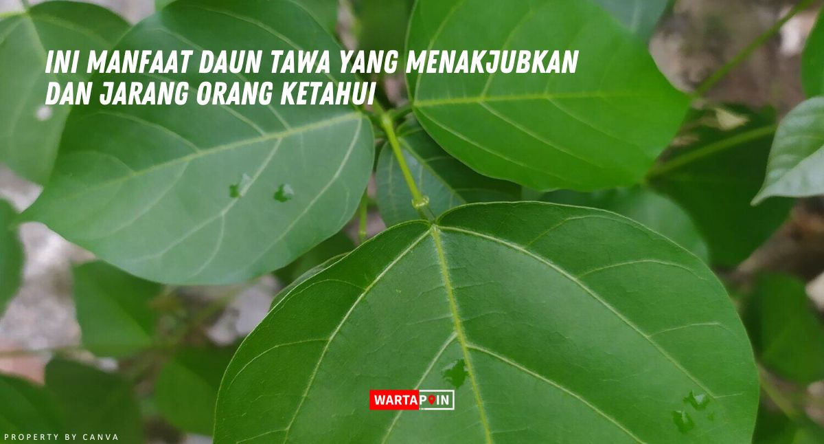 Ini Manfaat Daun Tawa yang Menakjubkan dan Jarang Orang Ketahui